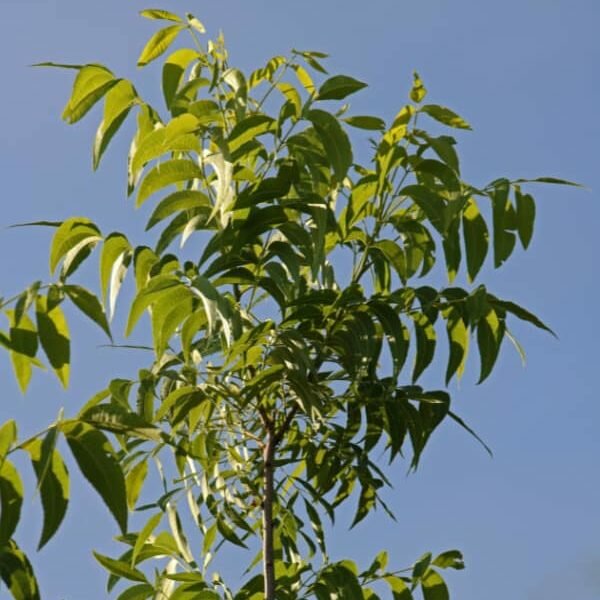 pecan-nut-tree-branch-with-leaves